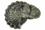 Wide, Enrolled Morocops Trilobite - Morocco #323526-1